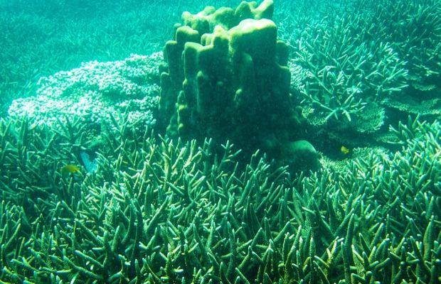 Coral reef in Con Dao